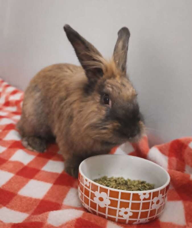 Picture of the Animal Listed